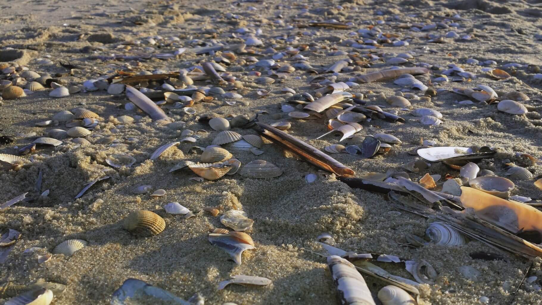 Muscheln am Strand von Sylt