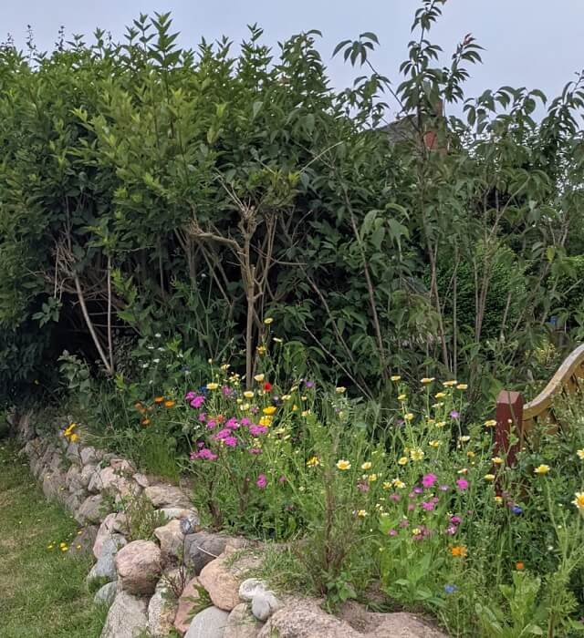 Blühstreifen im Garten auf Sylt